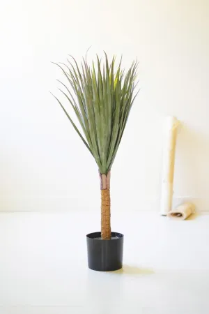 Spiky Palm Tree in a Black Plastic Pot
